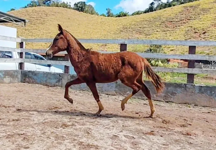 Potra mangalarga 10 meses registradas 30x 400,00