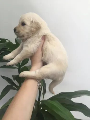 Fêmea  de Golden retriever na cor dourada filhote com 52 dia vacinada e com pedigree 
