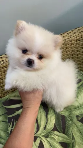 Spitz Alemão super anão