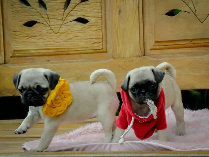 Pug venha buscar essa bebê pug em Sorocaba