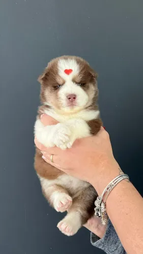 Husky Siberiano | Excelente Genética 