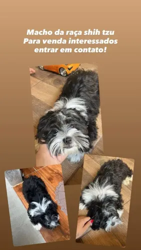 Vendo cachorro Shitzu