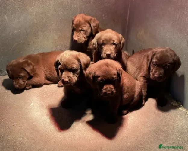 ? 3. Amor tamanho XL em formato Labrador chocolate ?