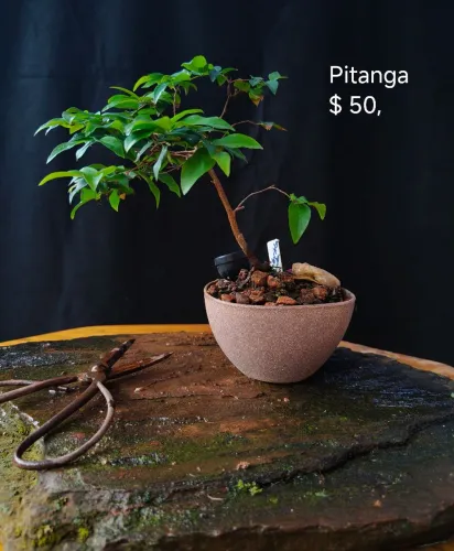 Bonsai Pitanga