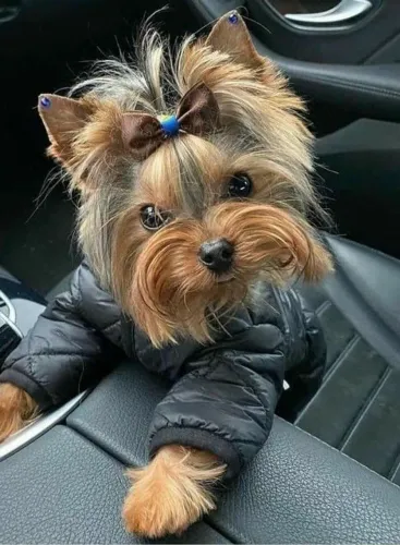 Filhote Yorkshire Terrier já no clima de inverno