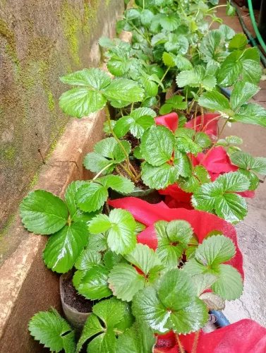 Venda de mudas de morango!