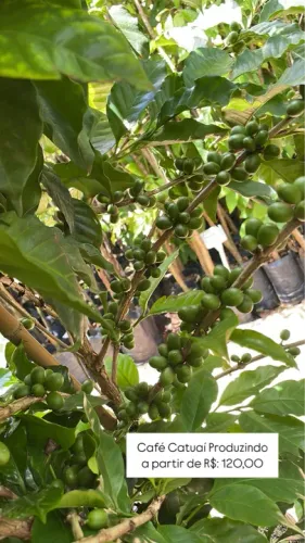Mudas de café Catuaí produzindo 