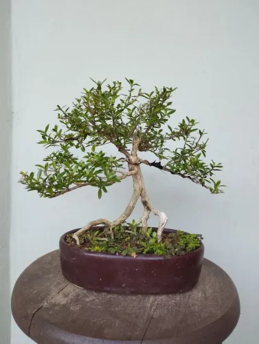 Bonsai Serissa 5 anos