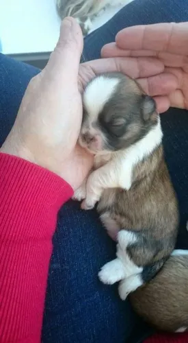 Se for pra reinar no sofá, que seja um Shih Tzu.