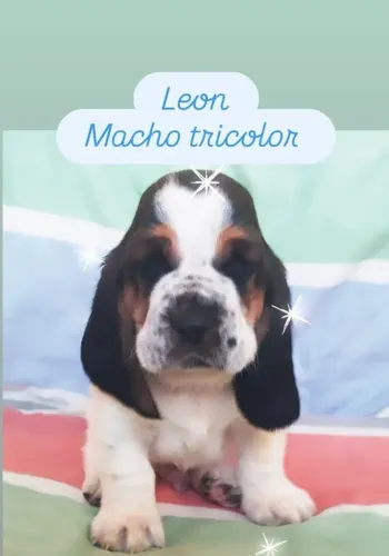 Basset Hound  Macho 