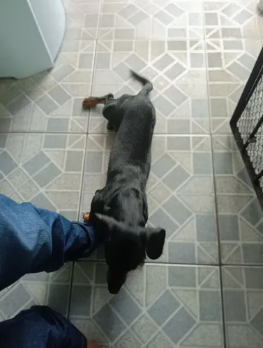 Pet linda amoroso