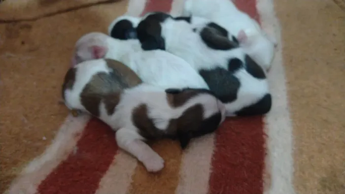 Shih Tzu filhotes