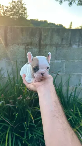 Buldogue francês Mini 