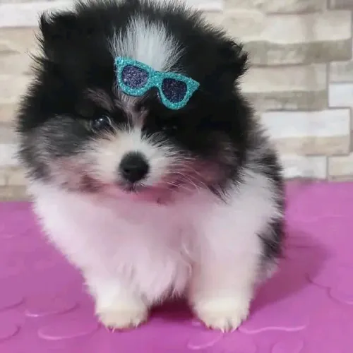 Lulu da Pomerânia 