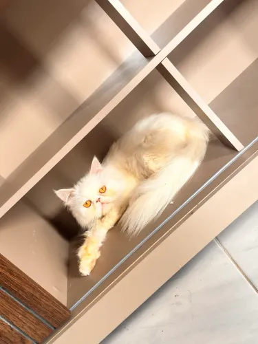Gato persas