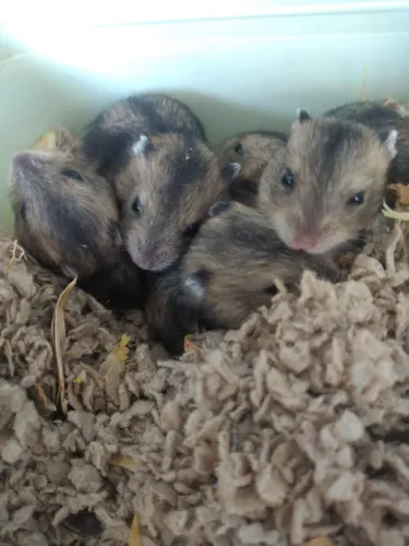 Filhote de hamster