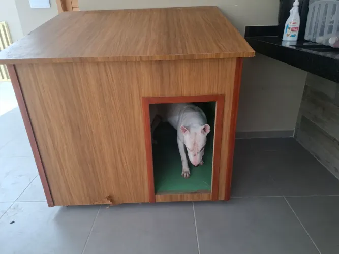 Casinha de cachorro bem grande em madeira