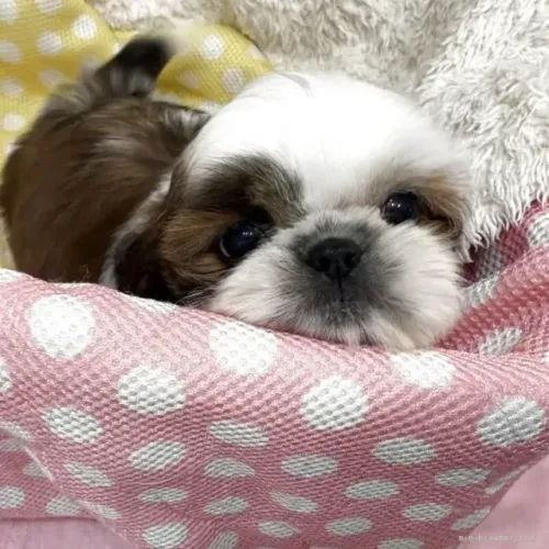Filhotes meigo e saudável Shih tzu/Shitzu