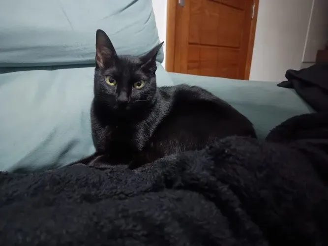 Doação de gata castrada