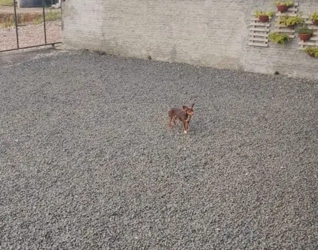 Pincher 