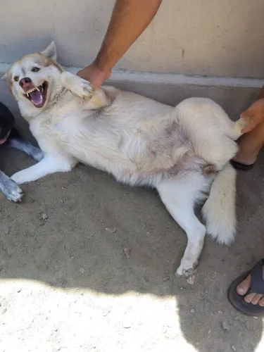 Filhote de husky siberiano