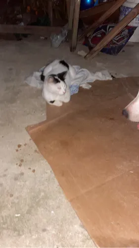 Doação de uma cachorra da raça pitbull