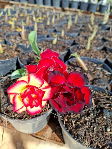 Rosas do Deserto viveiro pronto, só pegar e vender 