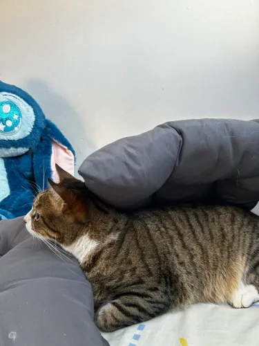 Estou doando dois gatinhos