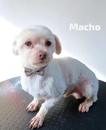 maltês adulto 
