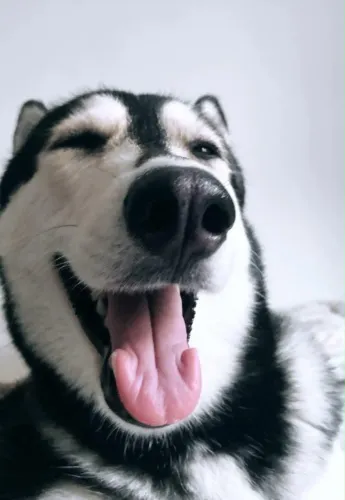 Doação de husky siberiano 
