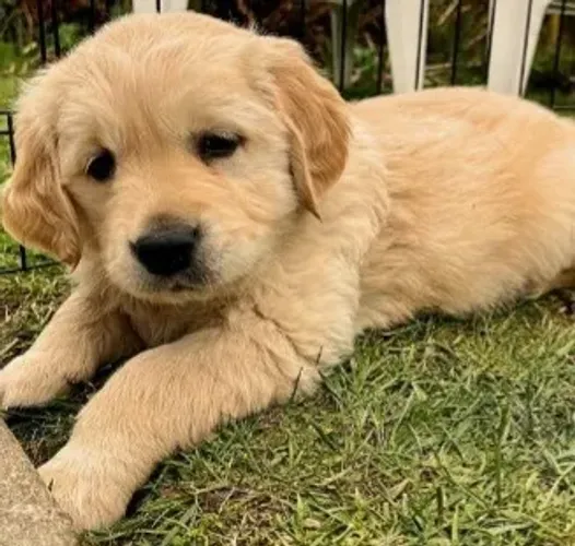 Golden Retriever Filhotes Coloração Dourada. 