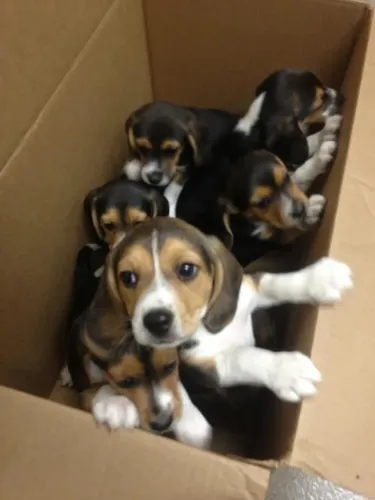Filhotes De Beagle - Lealdade, Carinho E Diversão Garantidos