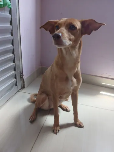 Doação de um Pet 
