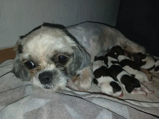  Cachorro Shih-tzu