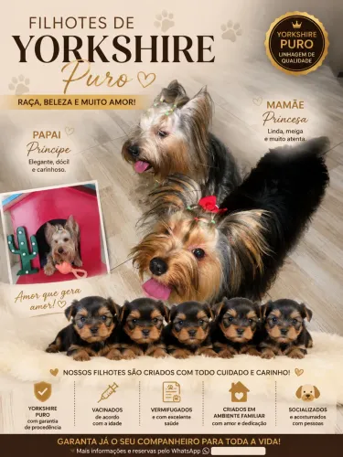 Filhotes de Yorkshire Puro