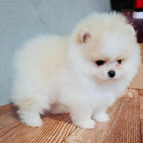 Cachorro Lulu da Pomerania promoção imperdível cheio de amor