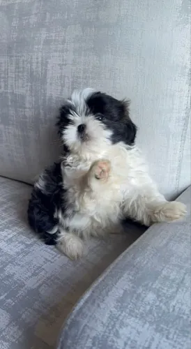 Filhote de shihtzu