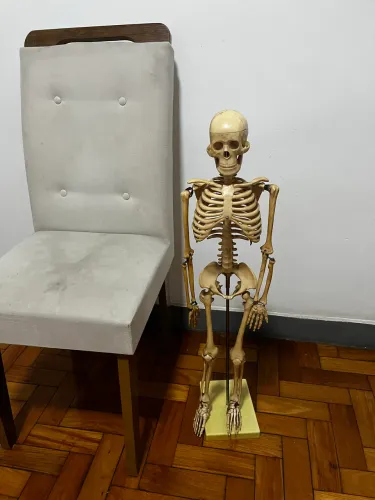 Esqueleto Anatômico Articulado 