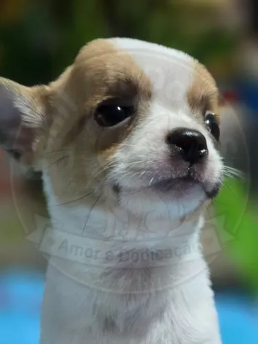 Filhotes de Chihuahua Machos Pelo Curto em Sp. Pedigree Incluso