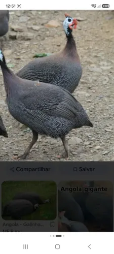 Galinha angolista