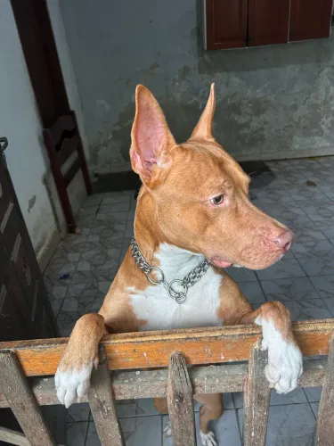 Estou doando um pitbull de 1 ano , vou me mudar e não consigo levar 