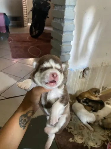 Vende se filhotes de husky siberiano