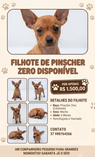 Pincher 0 MACHO 6 meses
