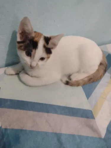 Gatos para adoção 