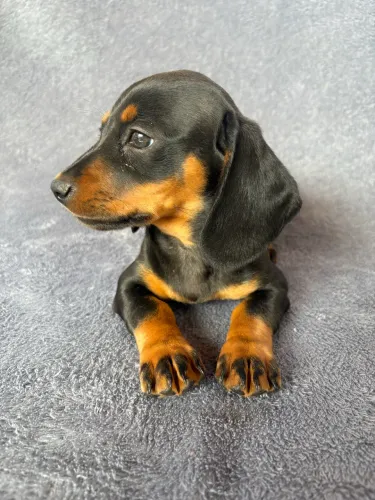 Dachshund fêmea