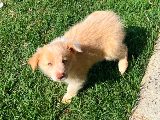 Filhote Border Collie Macho