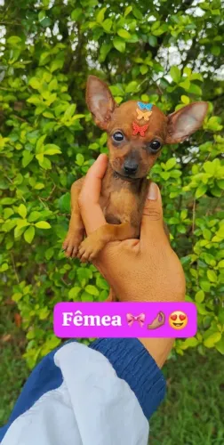 Pinscher com 50 dias vacinado e com suporte