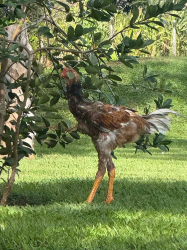 Índio gigante alto padrão