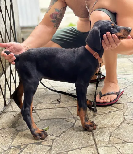 Filhote de Doberman Puro - 2 meses - Vacinado e Vermifugado