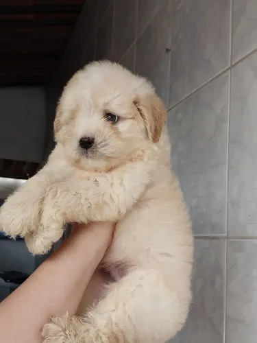 Poodle Macho